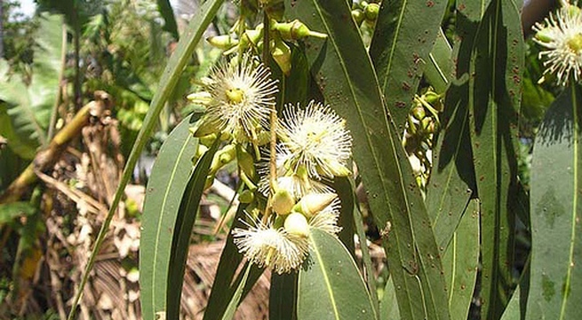 Cách chữa viêm xoang hiệu quả mà không dùng thuốc