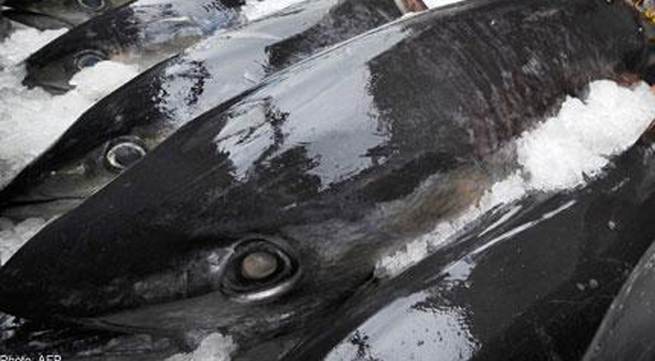 Bệnh tiềm ẩn do ăn nhiều cá nước biển sâu