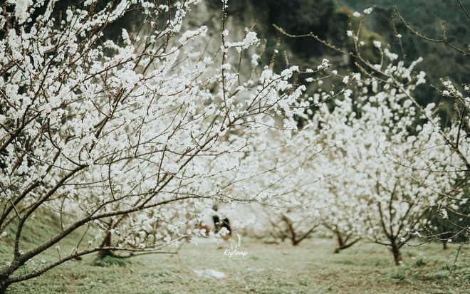 thanh-phan-hoat-chat-re-cay-mo-rung