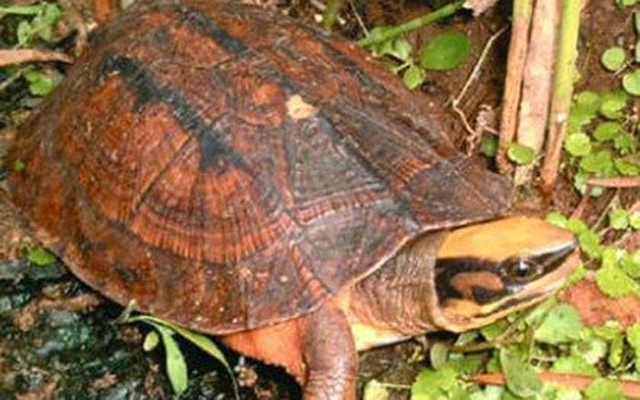 Rùa Sa Nhân  Tìm hiểu về giống rùa quý hiếm của miền Bắc Việt Nam