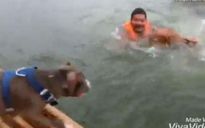 2 chú chó pitbull hợp lực cứu chủ giả chết đuối