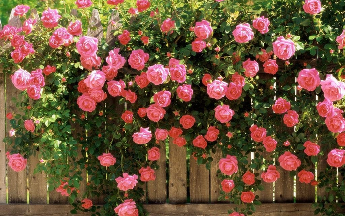 Những loài hoa hồng leo đẹp nhất trồng trong vườn của bạn