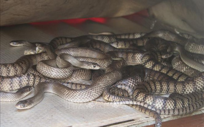 Kỹ thuật nuôi rắn ráo trâu rắn hổ hèo  Bông lúa vàng Việt Nam