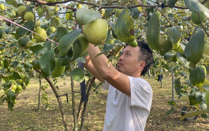 Thấy Là Thèm Ăn Là Ghiền Với Táo Đỏ Lùn  Giống Cây Ăn Quả Độc Lạ Chiếm Vị  Trí Độc Tôn Trên Thị Trường