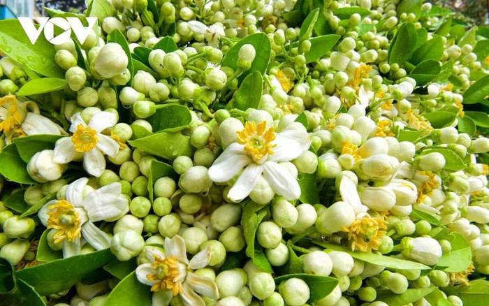 Ngâm hoa bưởi mật ong vừa sạch phổi vừa hỗ trợ nhiều bệnh, nhưng quên chi tiết này dễ bỏ đi vì đắng