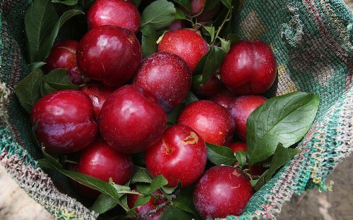 Bật mí cách làm ô mai mận dẻo cực đơn giản