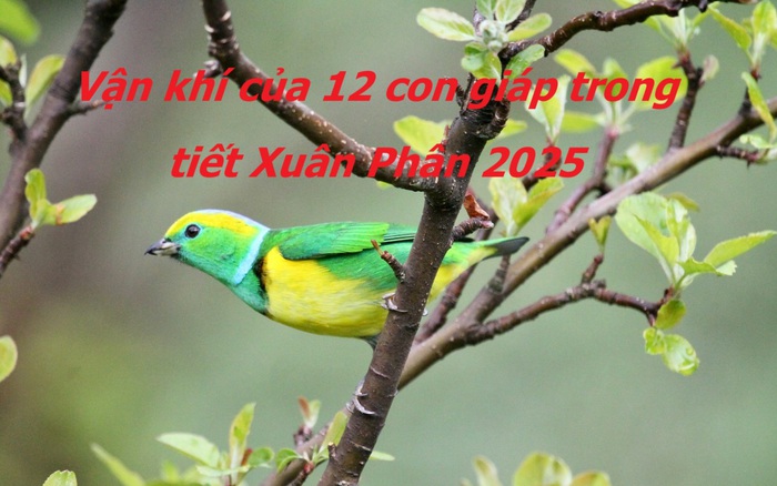 Tiết khí Xuân Phân 2025 tác động mạnh vận khí 12 con giáp, nên biết điều dưới đây để cả năm may mắn, tài lộc