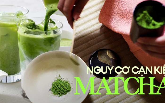 Hàng triệu tín đồ matcha sốc khi biết lý do 'bột trà xanh' dần cạn kiệt, có 1 nguyên nhân nhiều người không ngờ tới