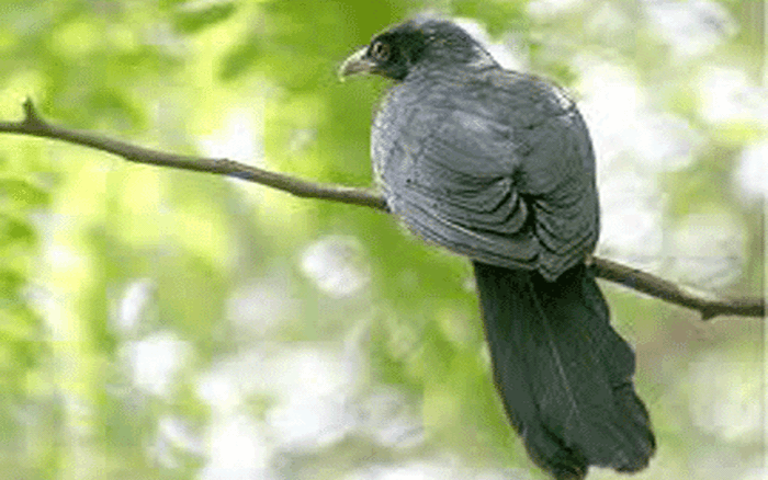 Các loại chim sáo: Đặc điểm, tên gọi, tập tính của chim
