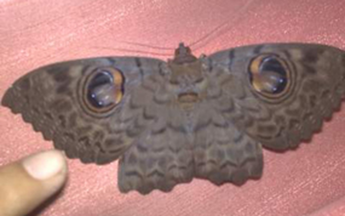Bướm mặt quỷ là một trong những loài bướm phong thần diện tích nổi tiếng với đôi cánh đen tuyền và họa tiết ma quái. Hãy để mắt tiếp xúc với hình ảnh để thưởng thức vẻ đẹp khác lạ và huyền bí của loài bướm này. Translation: \