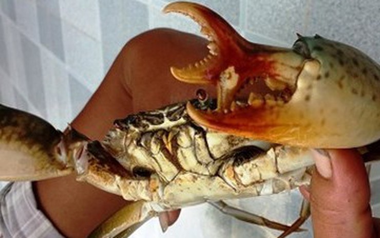 Tại sao cua biển lại có khả năng tự rụng càng khi gặp nguy hiểm? Giải mã cơ chế tái sinh "thần thánh" 2026 2 Con cua ba càng làm náo loạn giới thương lái Cà Mau