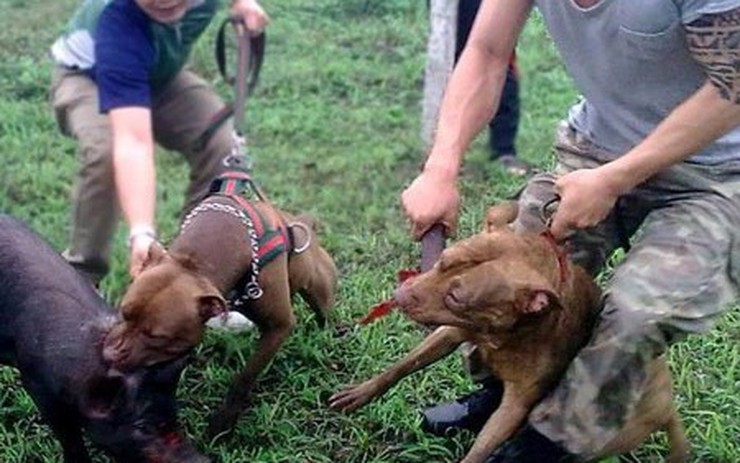 Huấn luyện chó săn là một việc làm đầy thú vị và hữu ích! Bức ảnh này sẽ cho bạn thấy cách huấn luyện chó săn để chúng có thể trở thành những chú chó tuyệt vời nhất. Hãy xem và học hỏi!