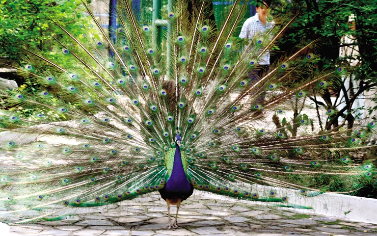 Bán giống chim công xanh 3 tháng tuổi-Trang Trại Vườn Chim Việt