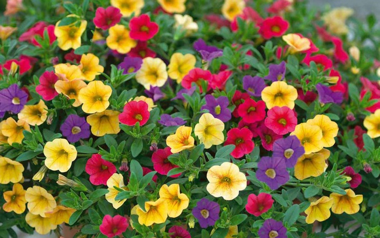 Những loại hoa nào thường được trồng để làm đẹp cho khu vườn/hành lang trong mùa hè?
