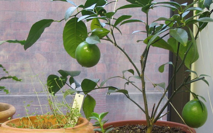 Cách trồng chanh trong chậu cho trái quanh năm