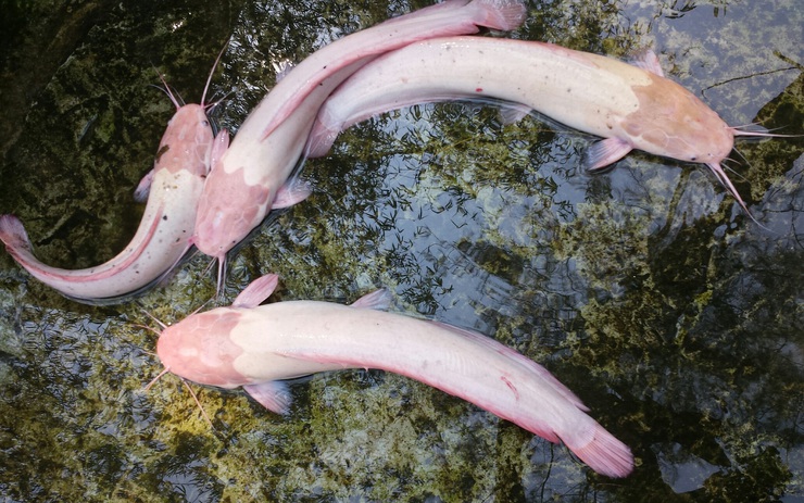 A serious warning about the world's only mutant fish has shocked the ...