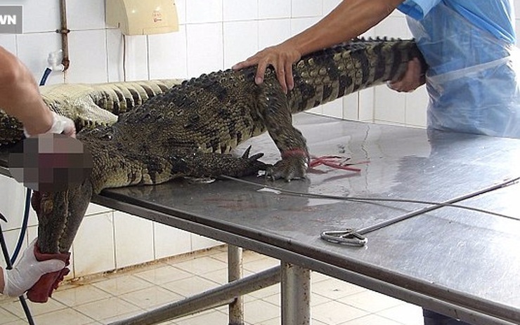 Cảnh tượng rùng mình bên trong một trang trại cá sấu ở Việt Nam ...