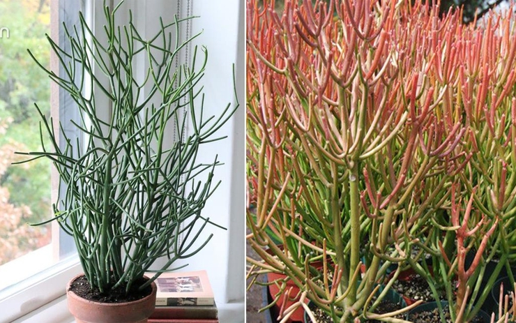 Hướng dẫn vẽ chú Hổ bằng bút chì đơn giản Zest Art