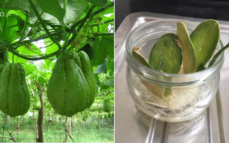 Tách hạt su su cho vào cốc rồi đem trồng, vài tháng sau có cả giàn sai trĩu