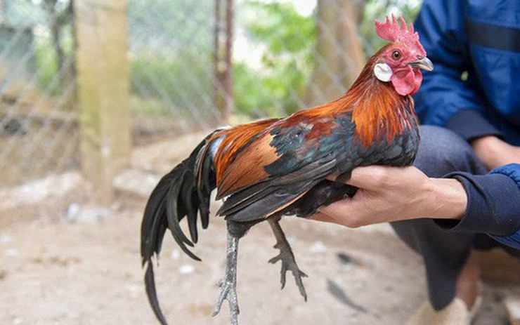 Trại gà rừng 1 triệu USD Bậc nhất Việt Nam  Báo Dân trí