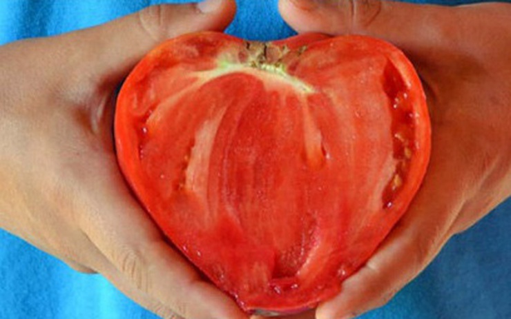 Cà chua hình trái tim: Cà chua hình trái tim là một loại trái cây tươi ngon và đầy dinh dưỡng. Hãy xem hình ảnh về cà chua này để thấy rõ hình dáng độc đáo của nó và đồng thời khám phá cách chế biến các món ăn thú vị từ loại trái cây này.