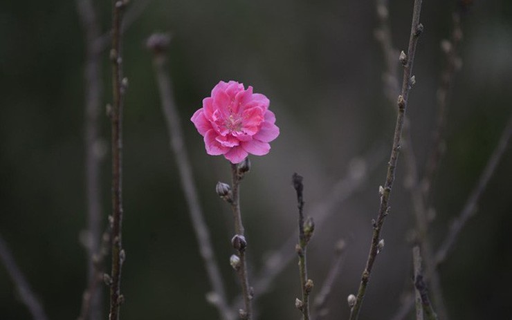 Hoa đào nở sớm là một cảnh tượng tuyệt đẹp và mơ màng. Hãy xem hình ảnh về hoa đào nở sớm để thấy sự rực rỡ của vẻ đẹp này. Các cánh hoa mỏng manh, màu hồng nhạt, khiến ta cảm thấy như đang đón chờ mùa xuân. Hãy làm mới tinh thần của mình với bức hình đầy cảm hứng này.