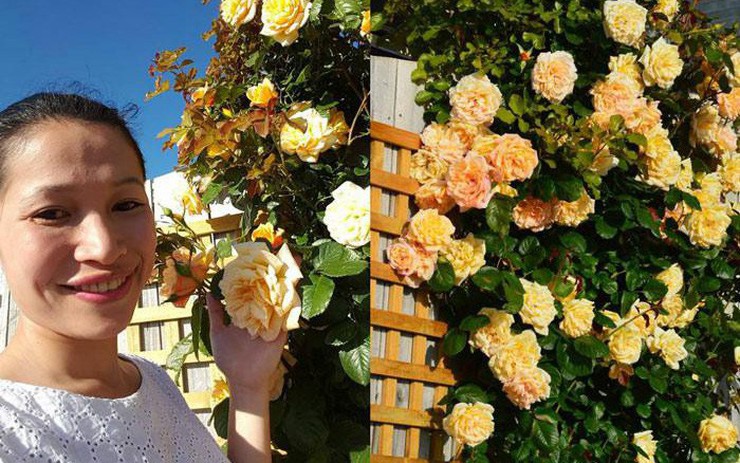 Xiêu lòng trước vườn hoa hồng đẹp như tiên cảnh của mẹ Việt ở Úc