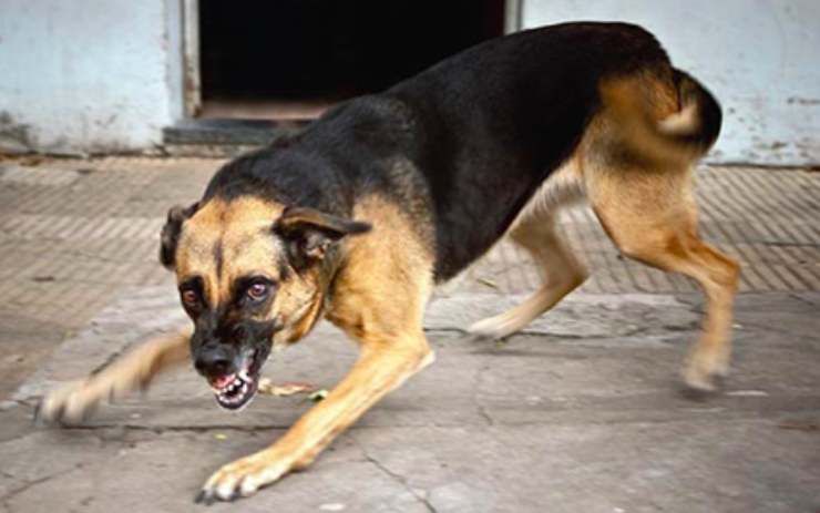 Chó là vật nuôi đáng yêu nhưng cũng có thể gây nguy hiểm khi cắn người. Xem hình ảnh để biết cách ứng phó trong tình huống chó cắn và ngăn ngừa tai hại xảy ra!