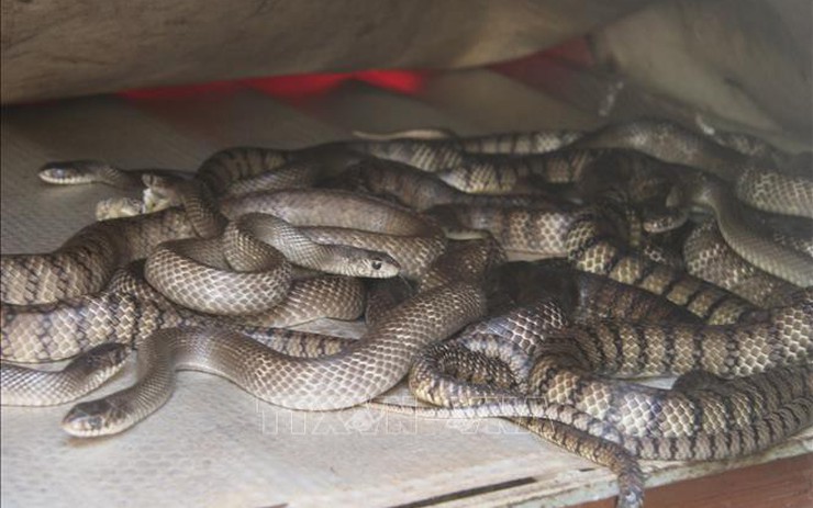 Kỹ thuật nuôi rắn Ráo Trâu  GIÁO DỤC TIỂU HỌC  TX BÌNH LONG