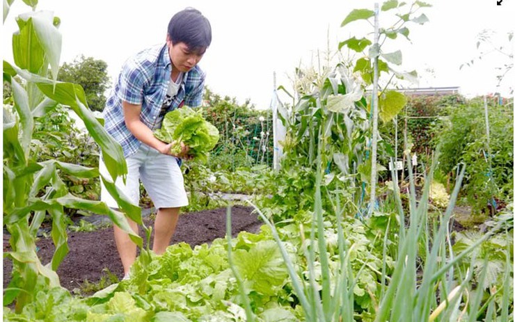 Kỹ sư Việt thuê đất làm vườn nhà, lập \'hội nông dân\' ở Nhật