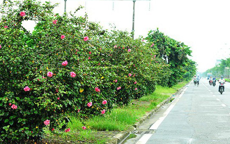 Hà Nội: Độc đáo con đường được phủ màu hồng bởi hoa dâm bụt