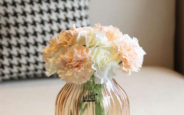 Vừa dễ cắm lại vừa đẹp, hoa cẩm chướng chính là loại hoa không thể ...