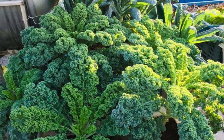 Hướng dẫn cách trồng cải kale đơn giản cho người mới  Cleanipedia