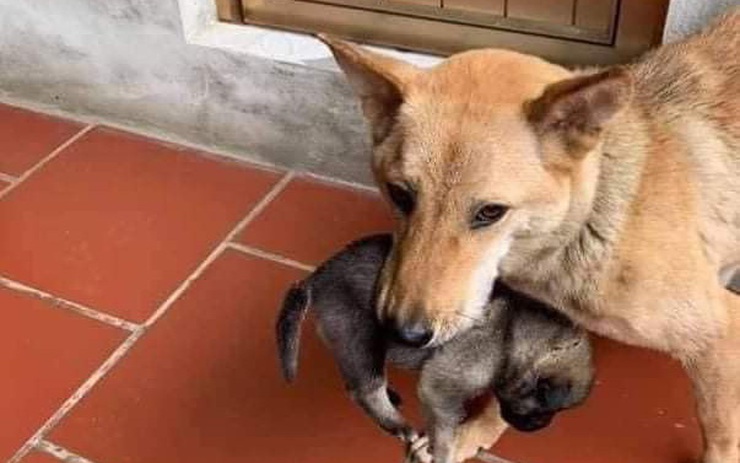 Ch&uacute; ch&oacute; mẹ tha con chạy lũ b&acirc;y giờ ra sao?