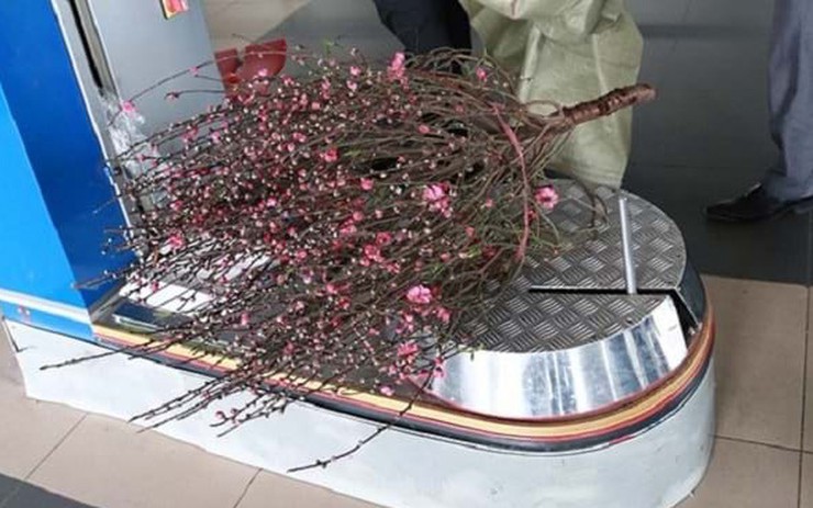 Vận chuyển cây cảnh đón Tết bằng đường hàng không cần lưu ý điều gì?