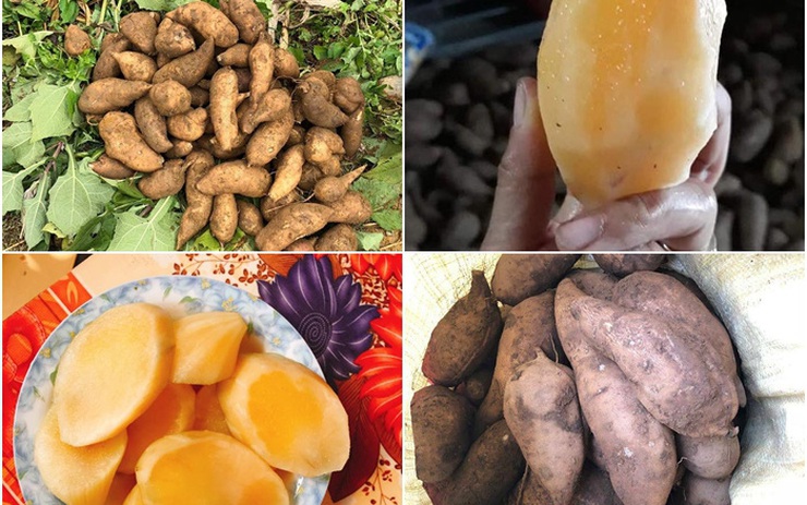 Loại củ lạ giống hệt khoai lang, vào mùa chị em lùng mua bằng được vì nấu món gì cũng vừa ngon, vừa bổ