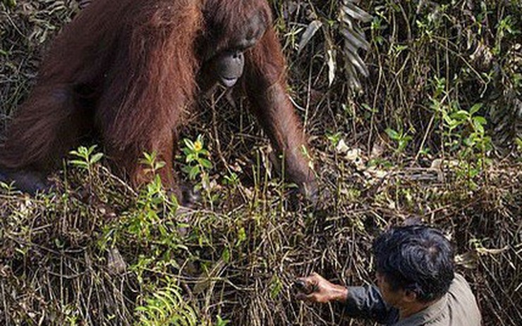 Cảnh hiếm thấy khi đười ươi làm bạn với rái cá