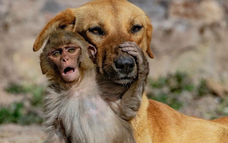 Bộ đôi khỉ và chó là hai sinh vật tuyệt vời, chúng có thể nối gót nhau tạo ra những hình ảnh đáng yêu và hài hước. Hãy xem các video về bộ đôi này và thưởng thức những khoảnh khắc đáng nhớ của chúng.