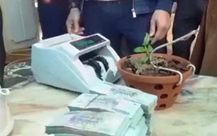 Xôn xao cây lan được chuyển nhượng với giá hơn 1,6 tỷ đồng tại Nghệ An