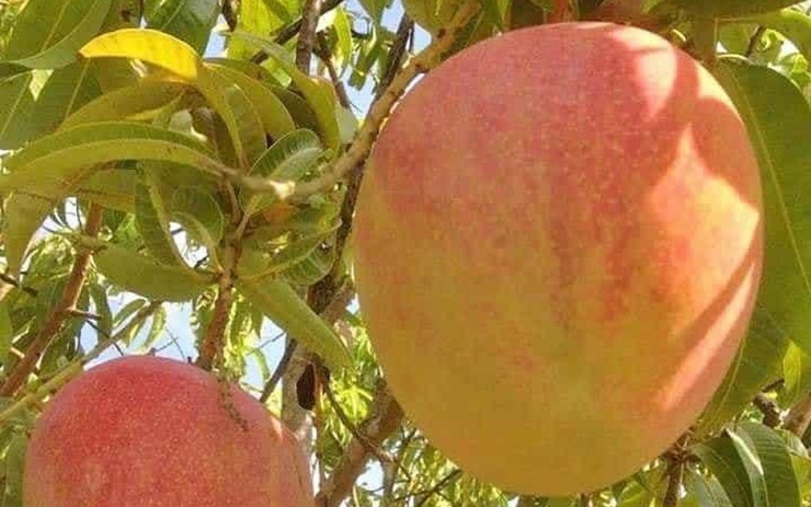 Xoài Úc trước mang đi xuất khẩu, muốn ăn phải bỏ ra cả trăm nghìn đồng, giờ bán đầy chợ 10.000 đồng/kg vẫn ế Xoài Úc Trước Mang Đi Xuất Khẩu, Muốn Ăn Phải Bỏ Ra Cả Trăm Nghìn Đồng, Giờ Bán Đầy Chợ 10.000 Đồng/Kg Vẫn Ế