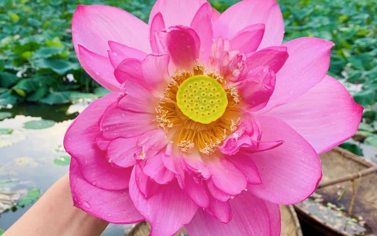 Loài hoa đặc trưng của Việt nam đó là  ngọc quý của nước ta