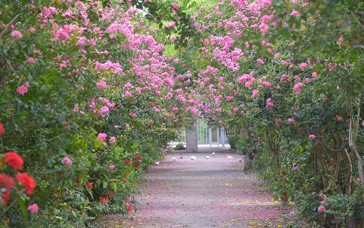 Con đường hoa tường vi đẹp như vườn cổ tích tại Hà Nội