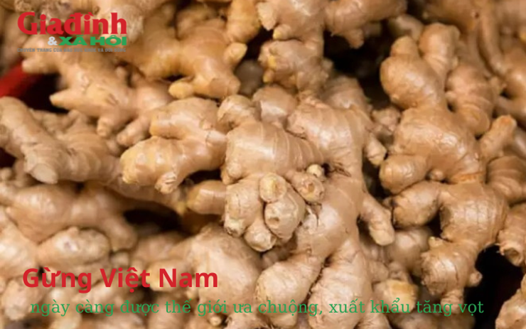 Gừng Việt Nam ngày càng được thế giới ưa chuộng, xuất khẩu tăng vọt