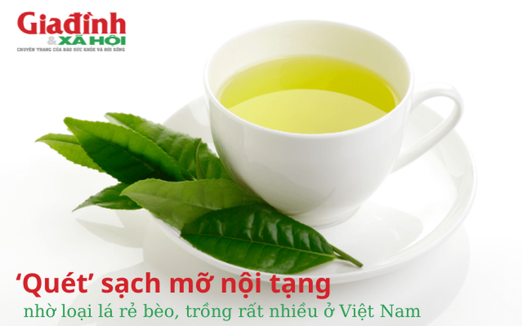 ‘Quét’ sạch mỡ nội tạng nhờ loại lá rẻ bèo, trồng rất nhiều ở Việt Nam