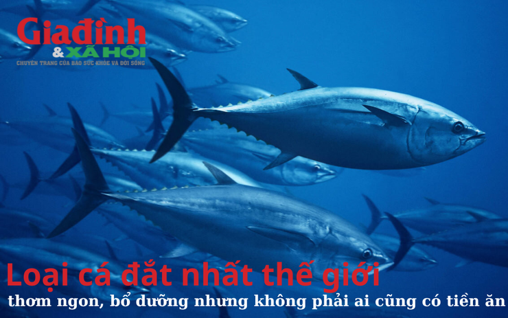 Một trong số những loại cá đắt nhất thế giới, thơm ngon, bổ dưỡng nhưng không phải ai cũng có tiền để ăn