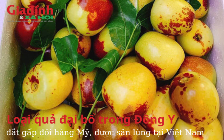 Loại quả đại bổ trong Đông y, đắt gấp đôi hàng Mỹ lại đang được săn lùng tại Việt Nam