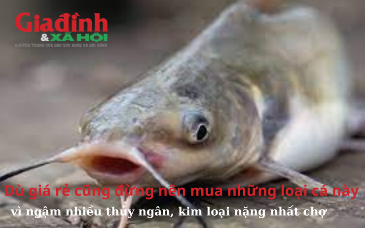Dù giá rẻ cũng đừng nên mua những loại cá này vì ngậm nhiều thủy ngân, kim loại nặng nhất chợ