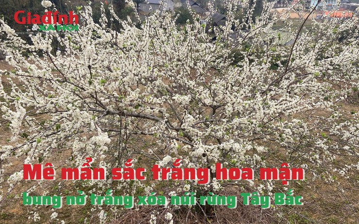 Mê mẩn sắc trắng hoa mận bung nở trắng xóa núi rừng Tây Bắc