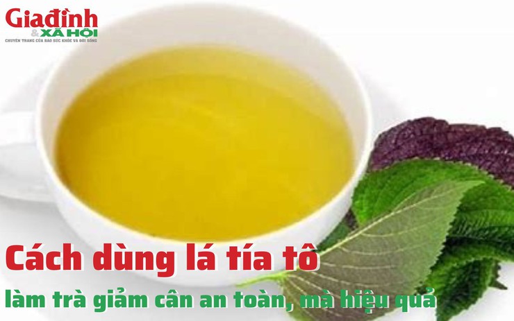 Cách dùng lá tía tô làm trà giảm cân an toàn, mà hiệu quả
