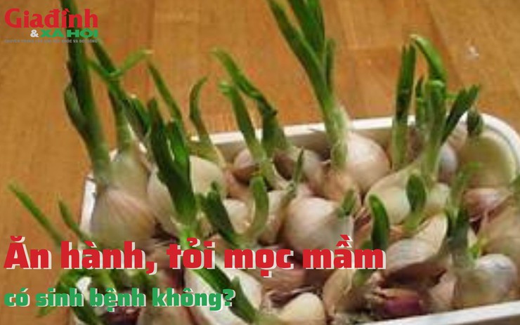 Ăn hành, tỏi mọc mầm có sinh bệnh không?